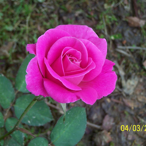 Judy Hunt Photo 22