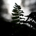 Fern Davidson Photo 11
