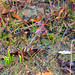 Georgia Green Photo 42