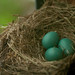 Robin Sill Photo 6