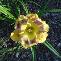 Judy Gannon Photo 32