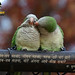 Surendra Kumar Photo 19