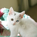 Tony White Photo 14