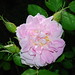 Rose Bailey Photo 25