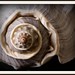 Craig Shell Photo 13