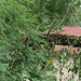 Evelyn Garrison Photo 15