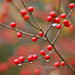 Cheryl Berry Photo 13