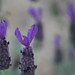 Grace Keefe Photo 11