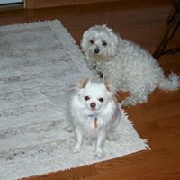 Carol Hanson Photo 15