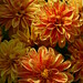 Anne Peters Photo 15
