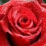 Anna Varghese Photo 22