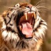 Sarah Tiger Photo 15