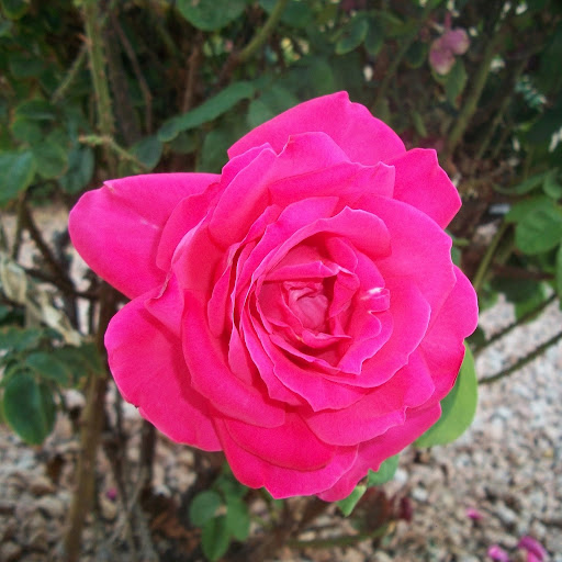 Kathy Barnard Photo 33