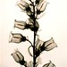 Judith Mcmillan Photo 22