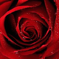 Rose English Photo 21