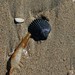 Timothy Shell Photo 11