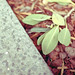 Paul Vinh Photo 16