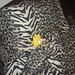 Lisa Flanagan Photo 14