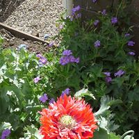 Nancy Senger Photo 15