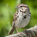 Laura Sparrow Photo 16