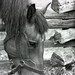 Elmer Howell Photo 5