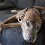 Martin Garrison Photo 17