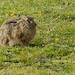 Nan Brown Photo 17