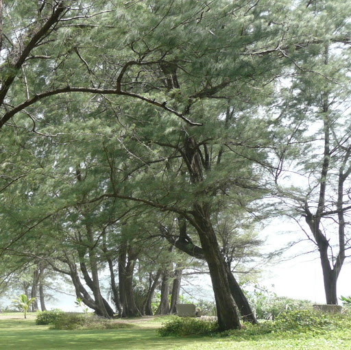 Ying Jiang Photo 23