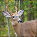 Virginia Buck Photo 25