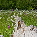 Robin Meadows Photo 18