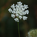 Anne Eaton Photo 20