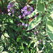 Geoffrey Plant Photo 10