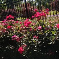 Carol Todd Photo 31