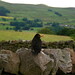 Gayle Bird Photo 10