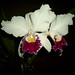 Ann Sanders Photo 21