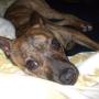 Rusty Puckett Photo 3
