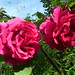Hugh Rose Photo 30