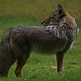Elizabeth Wiles Photo 7