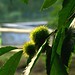 Teresa Chestnut Photo 6