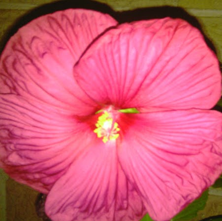 Shelly Foster Photo 44
