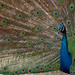 Rebecca Peacock Photo 22