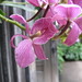 Frances Dyer Photo 17