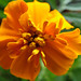 Deborah Sharp Photo 17