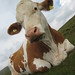 Lisa Binning Photo 7