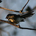 Winifred Gray Photo 15