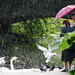 Stephen Vogel Photo 29