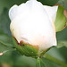 Bud Rich Photo 14