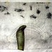 Janice Burns Photo 16