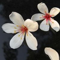 Lingling Wang Photo 22