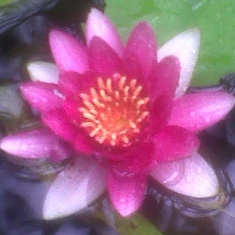 Jennifer Hutchison Photo 36
